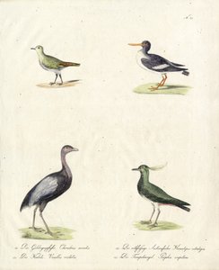 Indfødte vade- og løbefugle (print) af Karl Joseph Brodtmann