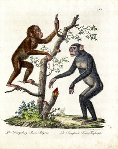 Orangutang og chimpanse (print) af Karl Joseph Brodtmann