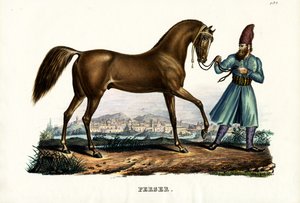 Persisk hest, 1824