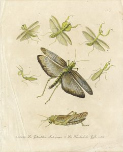 Knælere og græshopper (print) af Karl Joseph Brodtmann