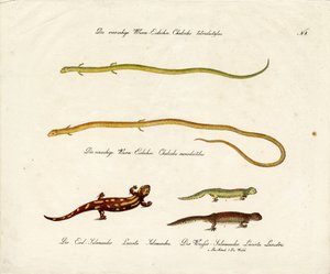 Salamandere og skinks (print) af Karl Joseph Brodtmann