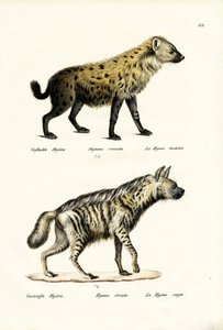 Plettet Hyaena, 1824 af Karl Joseph Brodtmann