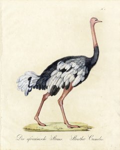 Den afrikanske struds (print) af Karl Joseph Brodtmann