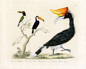 Tukan, trogon og næsehornsfugl (print) af Karl Joseph Brodtmann