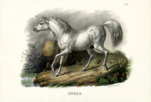 Tyrkisk hest, 1824 af Karl Joseph Brodtmann