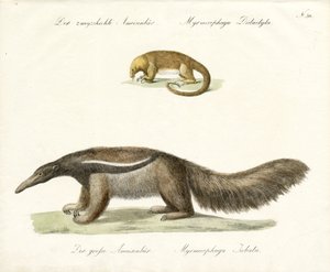 To-tået og kæmpe myresluger (print) af Karl Joseph Brodtmann