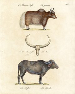 Forskellige bøffelarter (print) af Karl Joseph Brodtmann