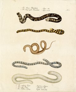 Forskellige langsomme orme og slanger (print) af Karl Joseph Brodtmann