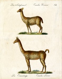 Vicuña og lama (print) af Karl Joseph Brodtmann