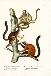 Hvidfrontlemur, 1824 af Karl Joseph Brodtmann