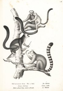 Hvidhovedlemur, Eulemur albifrons, han og hun, truet 1, og ringhalelemur, Lemur catta, truet 2. Litografi af Karl Joseph Brodtmann fra Heinrich Rudolf Schinz