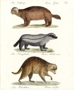 Wolverine, Honey Badger og Raccoon (print) af Karl Joseph Brodtmann