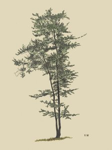 Løvfældende træ, ca. 1924