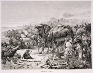 Klipning af kameler