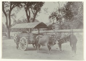 To javanesiske drenge ved en oksevogn, der transporterer varer