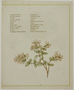 Baldrian gennem Volkamenia, fra Blomsternes oplyste sprog af Kate Greenaway