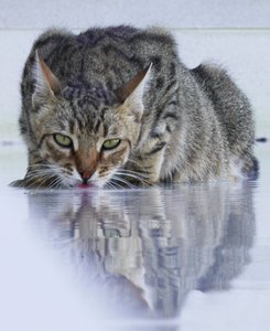 Cool Cat, 2022, fotografi