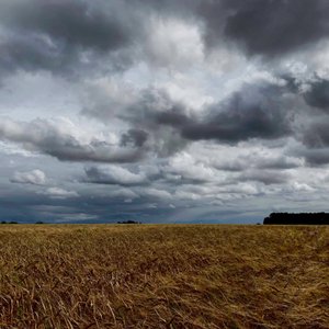 Stormfuld himmel over en sensommerafgrøde 2020 af Katha Wood