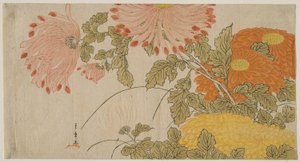 Krysantemum, ca. 1780 (træbloktryk i farver; surimono) af Katsukawa Shunsho