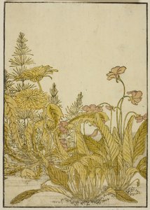 Spring Flowers: Violets and Dandelions, fra bogen "Mirror of Beautiful Women of the Pleasure Quarters (Seiro bijin awase sugata kagami)," vol. 1 af Katsukawa Shunsho
