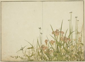 Sommerblomster: Iris og vandplantainer, fra bogen "Mirror of Beautiful Women of the Pleasure Quarters (Seiro bijin awase sugata kagami)," vol. 1 af Katsukawa Shunsho