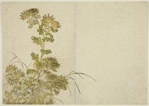 Vinterblomster: Krysantemum, fra bogen "Mirror of Beautiful Women of the Pleasure Quarters (Seiro bijin awase sugata kagami)," vol. 1 af Katsukawa Shunsho
