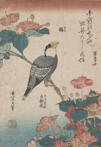 Grosbeak på Mirabilis, fra en unavngivet serie ved navn Small Flowers af Katsushika Hokusai