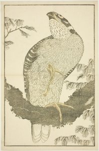 Hawk, fra The Picture Book of Realistic Paintings of Hokusai (Hokusai shashin gafu) af Katsushika Hokusai