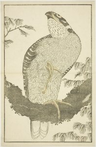 Hawk, fra The Picture Book of Realistic Paintings of Hokusai (Hokusai shashin gafu) af Katsushika Hokusai