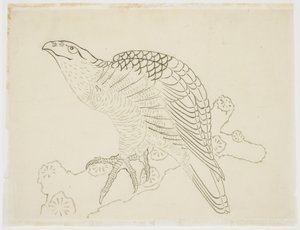 Hawk on a Branch (studie) af Katsushika Hokusai