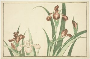 Iris, fra The Picture Book of Realistic Paintings of Hokusai (Hokusai shashin gafu) af Katsushika Hokusai