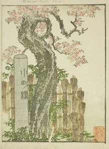 Komachi Cherry Tree (Komachi zakura), fra den illustrerede bog "Picture Book of the Amusements of the East (Ehon Azuma asobi)" af Katsushika Hokusai