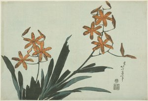 Orange orkideer, fra en unavngiven serie af blomster af Katsushika Hokusai