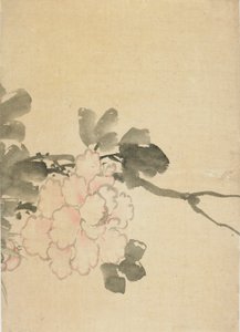 Pæon, slutningen af det 18.-begyndelsen af det 19. århundrede. af Katsushika Hokusai