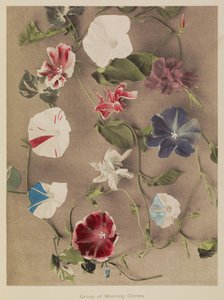 Gruppe af Morning Glories af Kazumasa Ogawa
