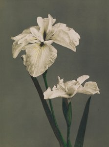 Iris Kaempferi, 1896 (håndfarvet collotype)