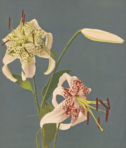 Lilies, 1897 (håndfarvet collotype)