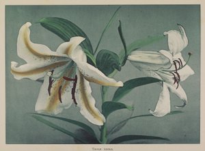 Lily af Kazumasa Ogawa