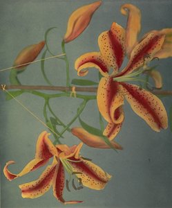 Lily, 1896 (håndfarvet collotype)
