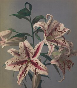 Lily, 1896 (håndfarvet collotype)