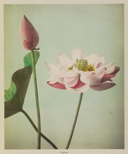Lotus af Kazumasa Ogawa