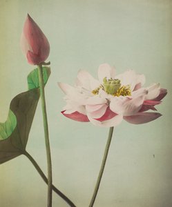 Lotus, 1896 (håndfarvet collotype)