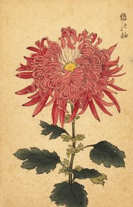 Hybrid pink fjerkrysantemum., 1893 (gravering) af Keika Hasegawa