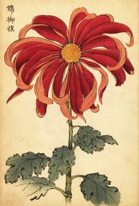 Hybrid skarlagenrød og pink krysantemum., 1893 (gravering) af Keika Hasegawa