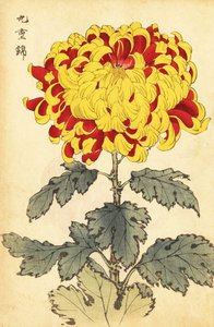 Hybrid skarlagenrød og gul krysantemum., 1893 (gravering) af Keika Hasegawa
