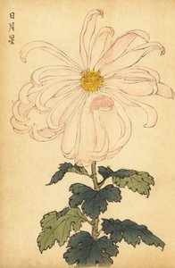 Hybrid hvid og pink krysantemum., 1893 (gravering) af Keika Hasegawa