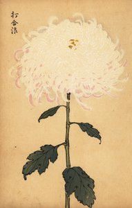 Hybrid hvid krysantemum., 1893 (gravering) af Keika Hasegawa
