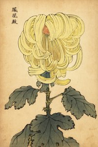 Hybrid gul incurve krysantemum., 1893 (gravering) af Keika Hasegawa