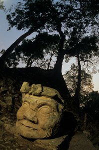 Gud N, Ceiba-træ, tempel, Maya, Copan, Honduras, Klassisk periode af Kenneth Garrett