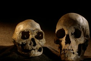 Homo erectus-kranie, tandløst, og moderne menneskekranie, Dmanisi af Kenneth Garrett
